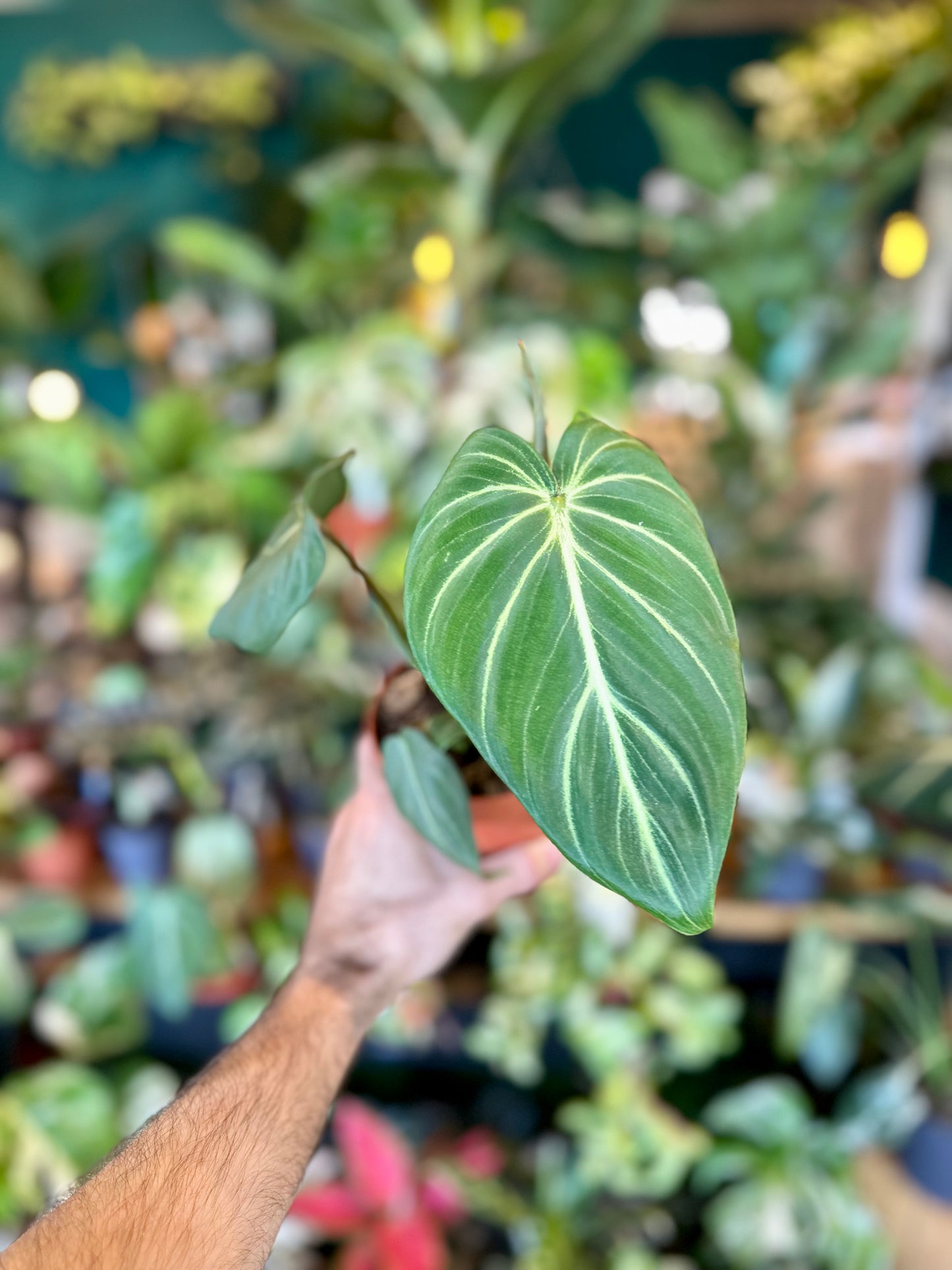 Philodendron Gloriosum (M)