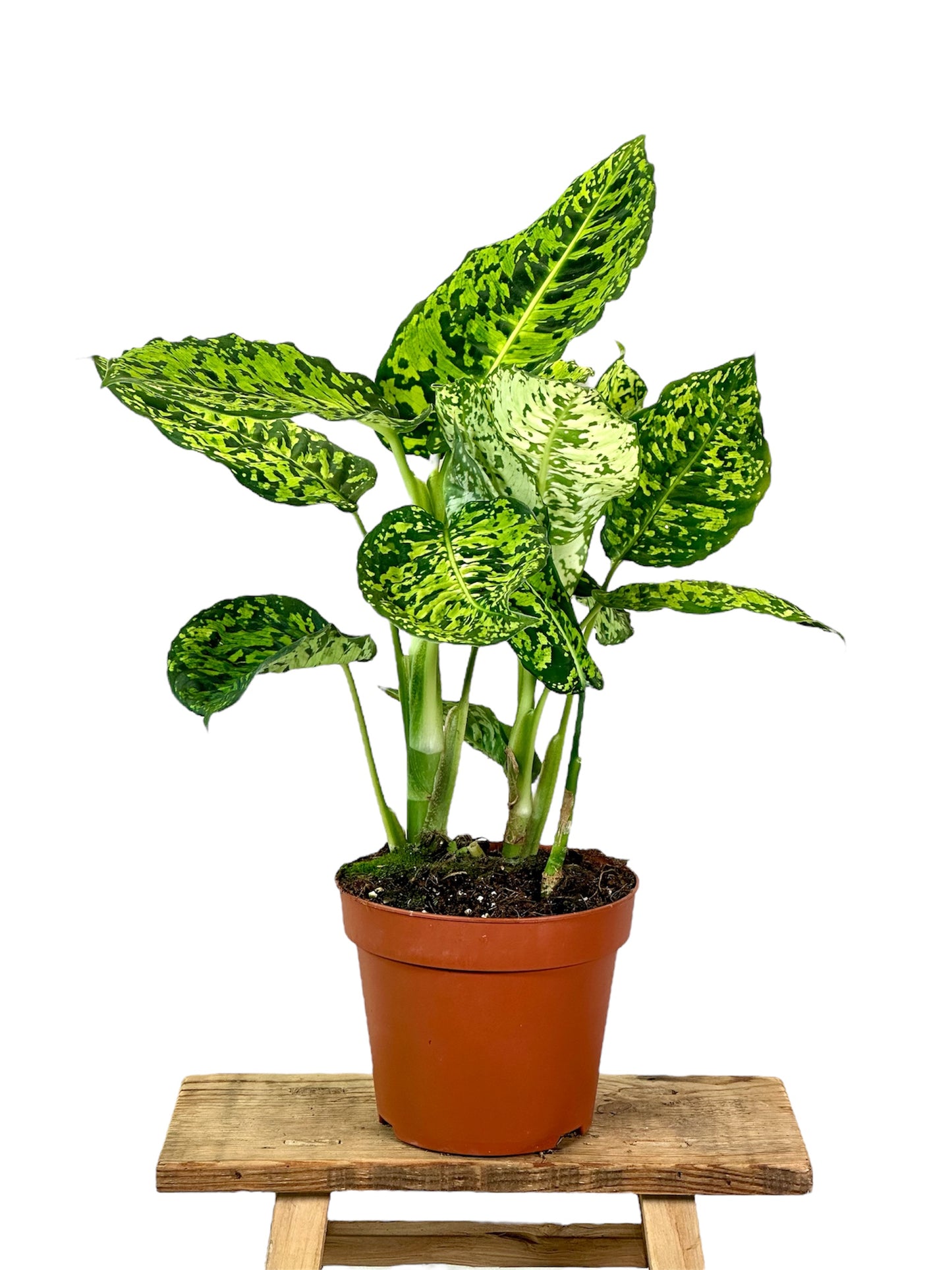 Dieffenbachia Reflector - Taille L