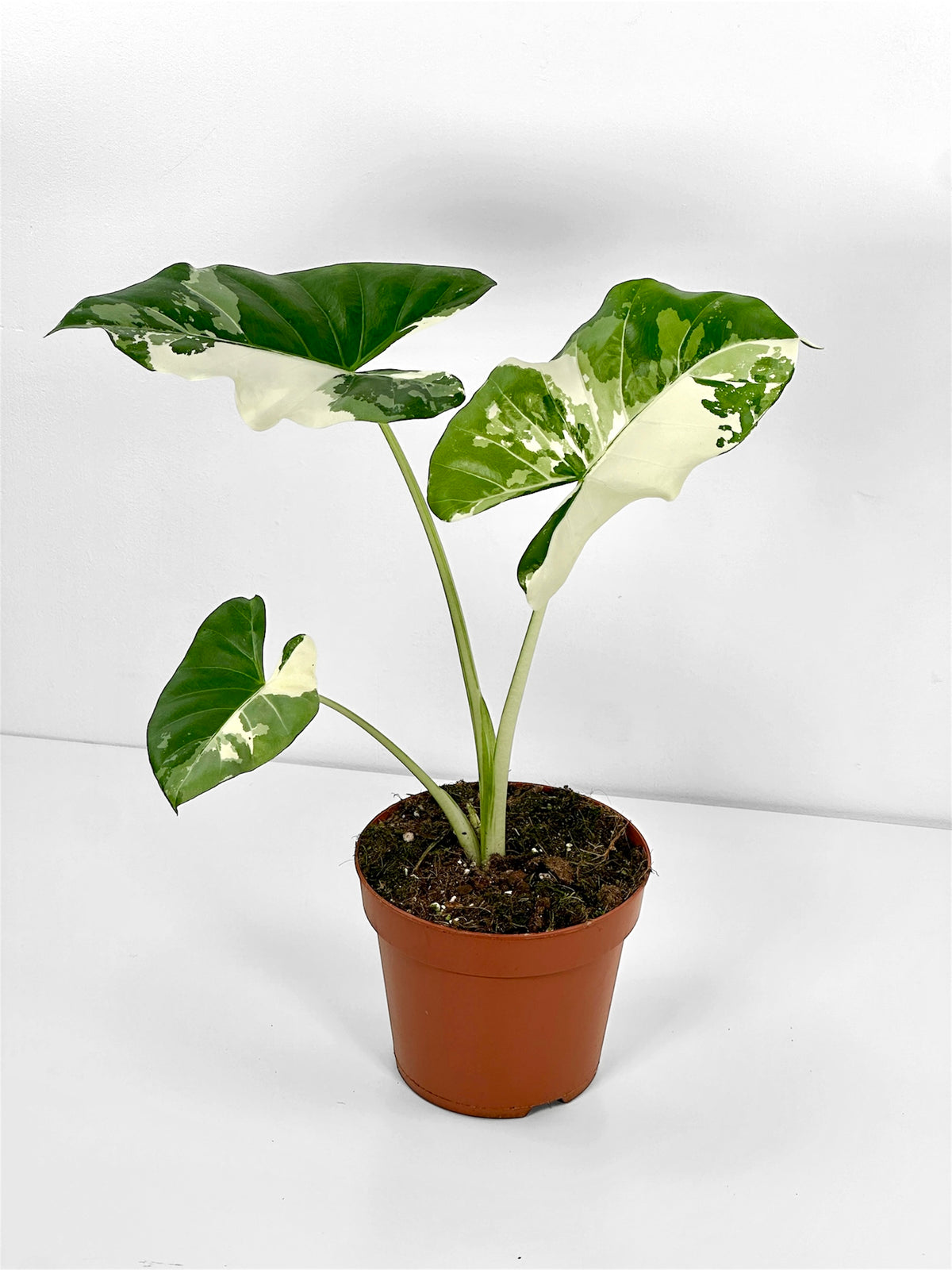 Alocasia Macrorrhiza Variegata