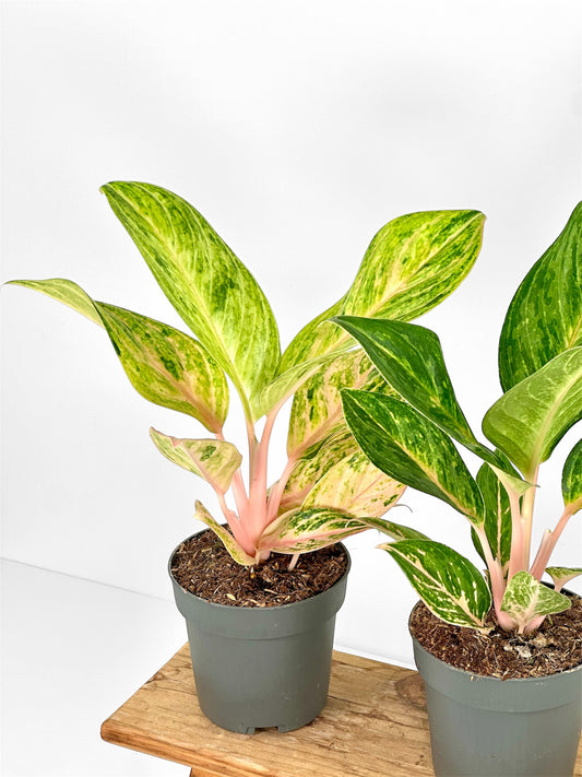 Aglaonema Peach Pearl