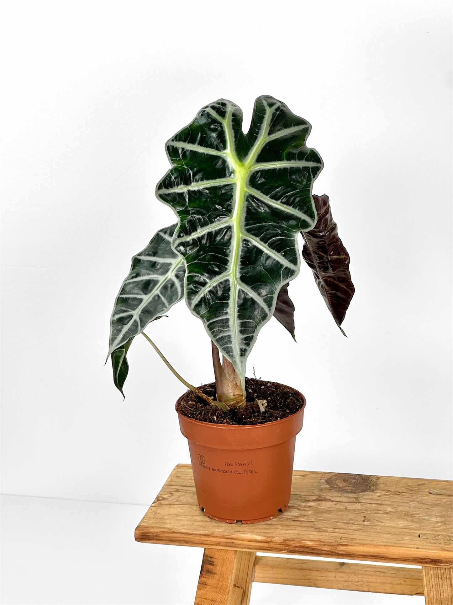 Alocasia Polly
