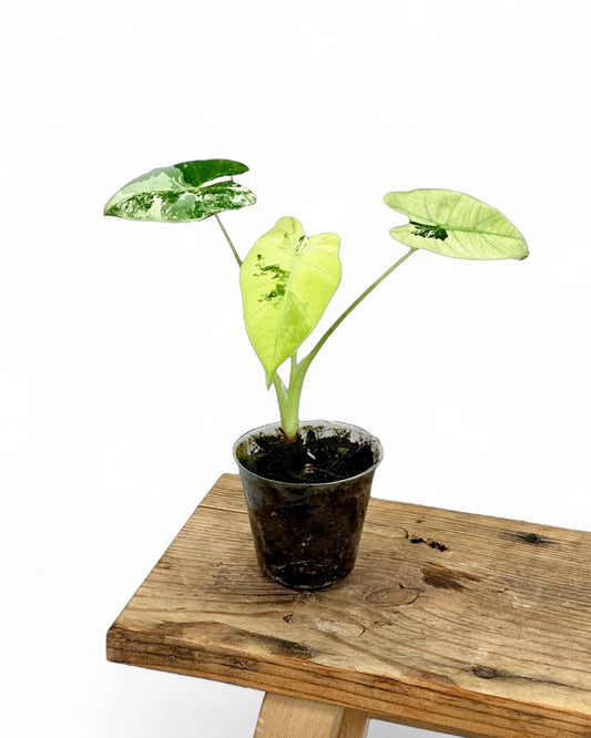 Alocasia Frydek variegata - Baby plant