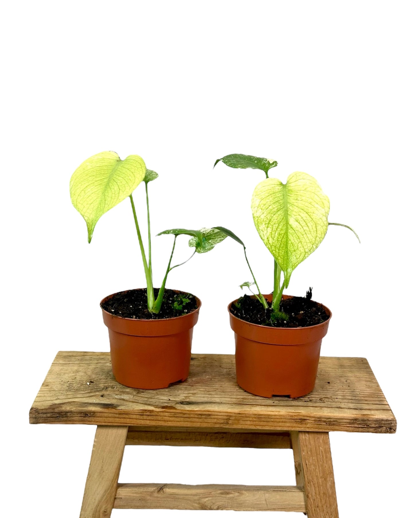 Monstera Deliciosa Mint