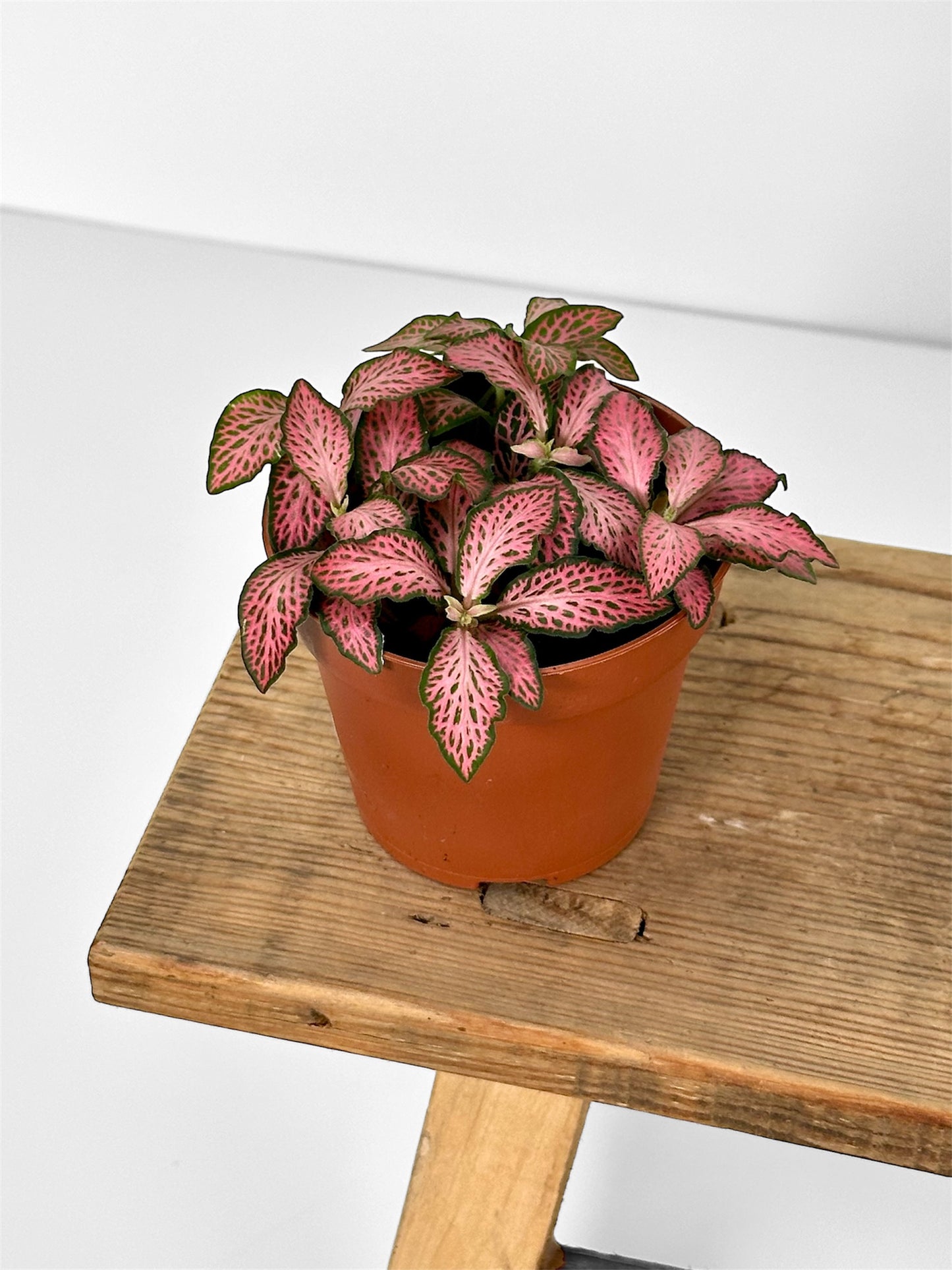 Fittonia Pink Star