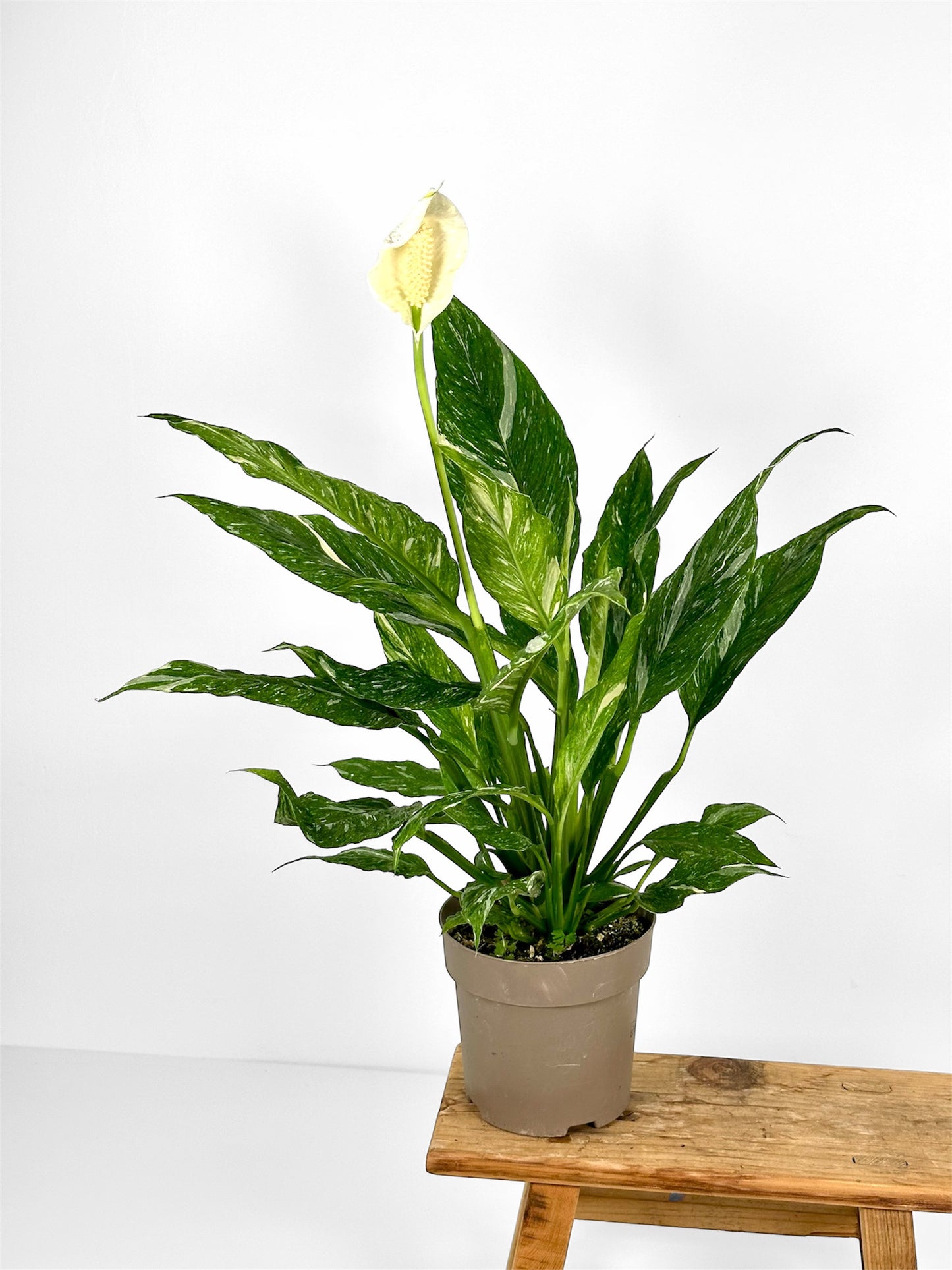 Spathiphyllum Diamond variegata