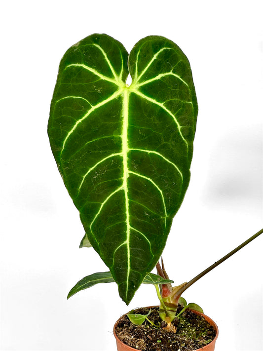 Anthurium Regale