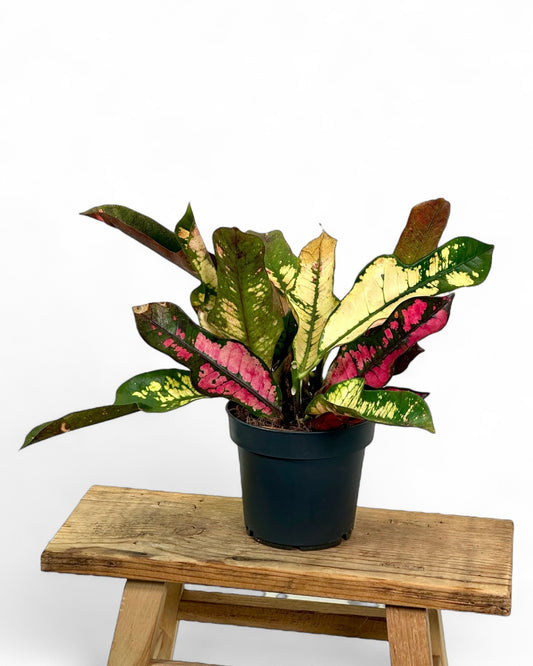Croton Petra