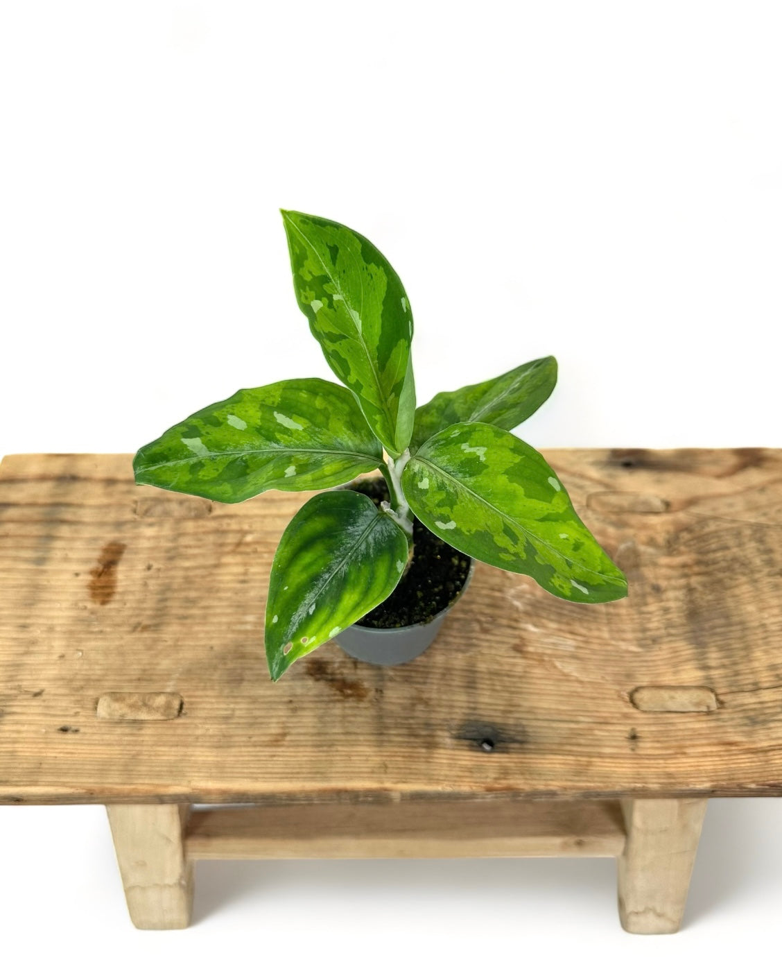 Aglaonema Pictum Tricolor - Baby plant