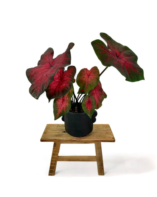 Caladium Postman Joyner