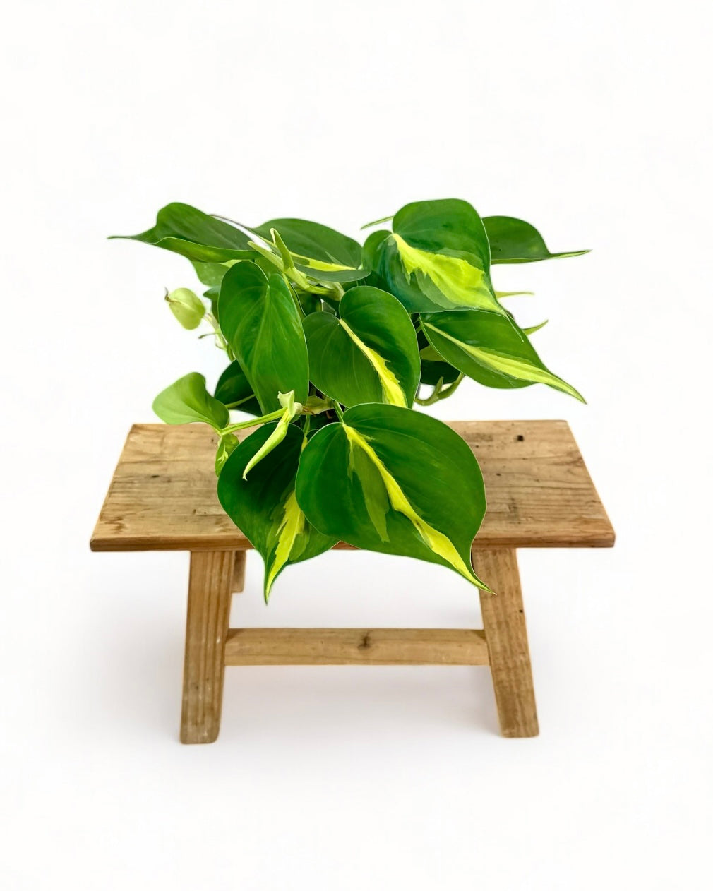 Philodendron Brasil