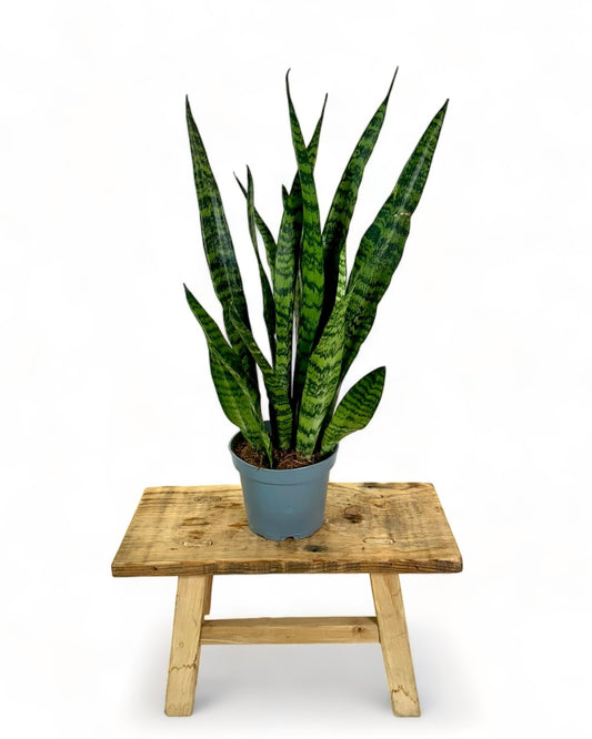 Sansevieria Trifasciata Aubrytniana Dragon