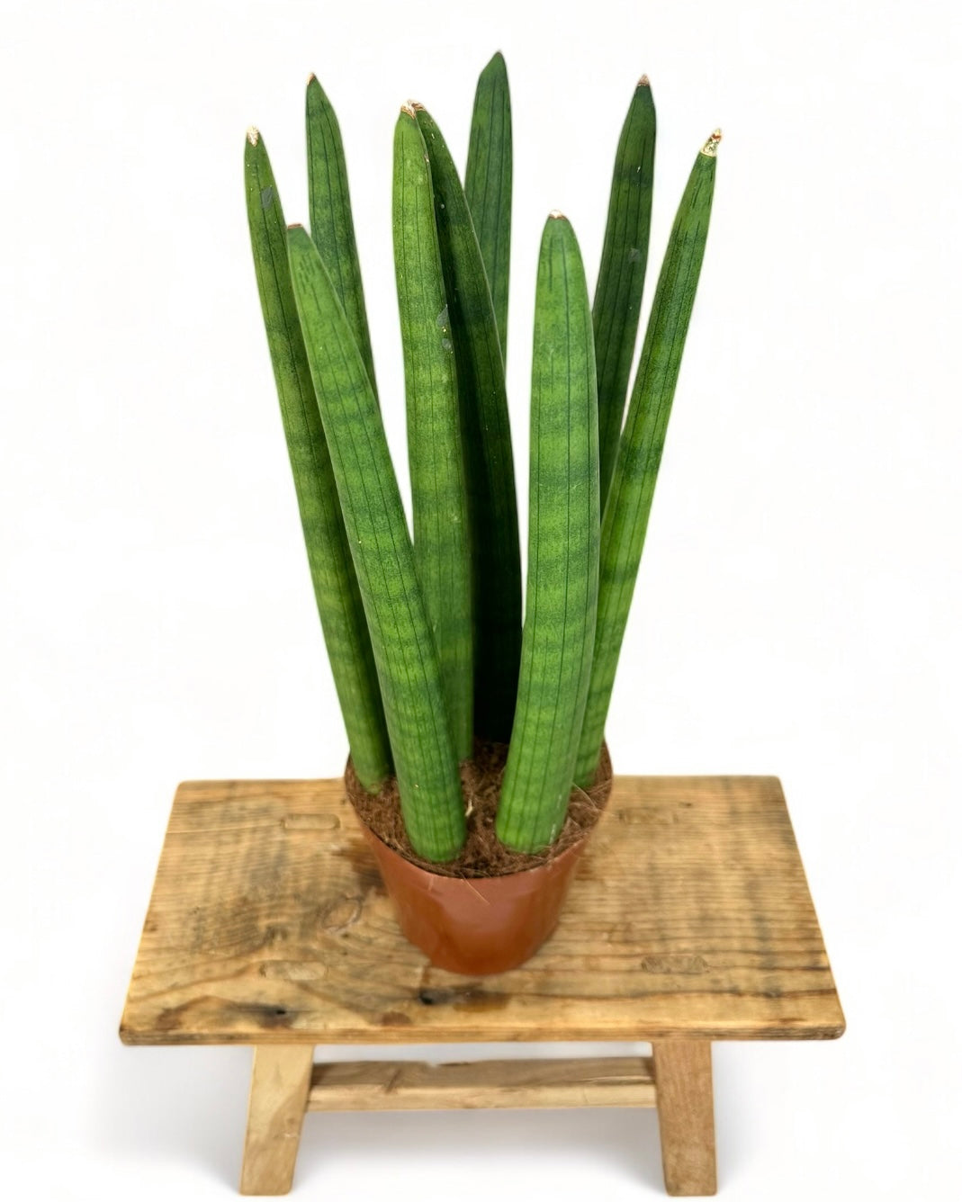 Sansevieria Cylindrica Straight