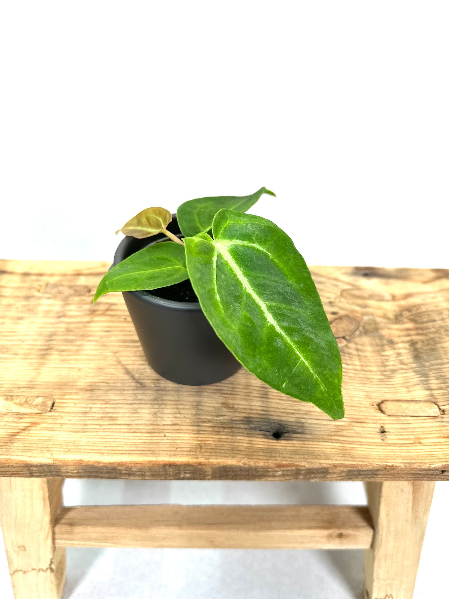 Anthurium Magnificum - Baby plant