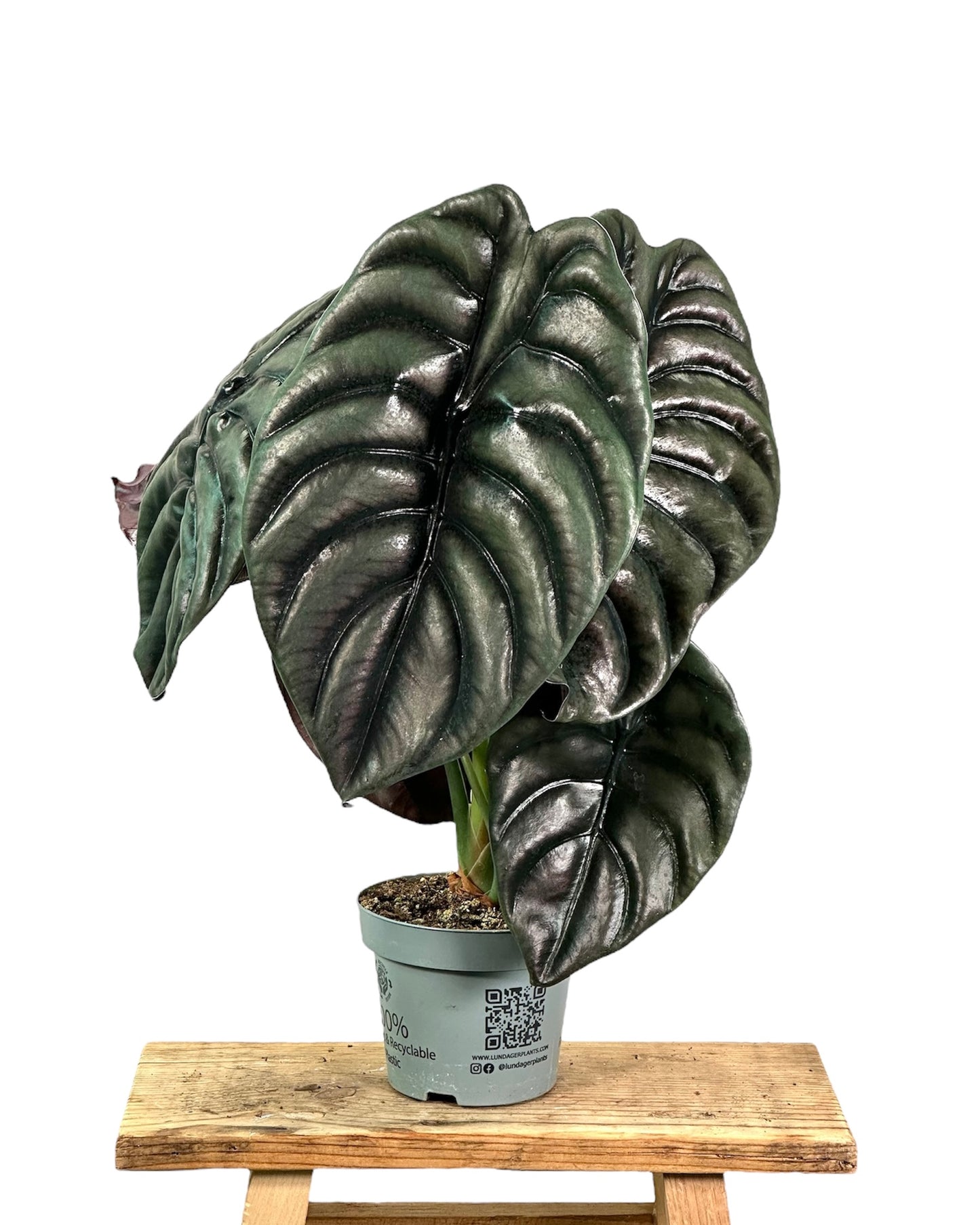 Alocasia Cuprea Red Secret - XXL leaf