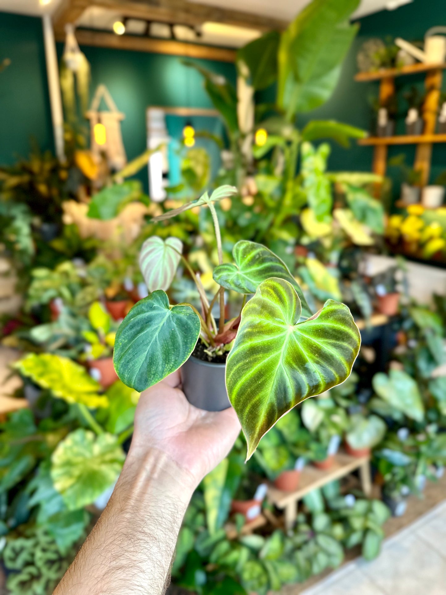 Philodendron Verrucosum - Baby plant