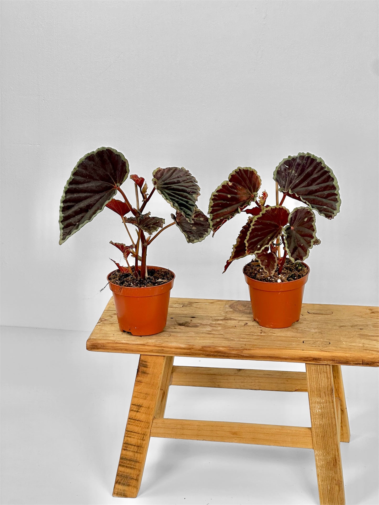 Begonia Darthvaderiana Green Spot