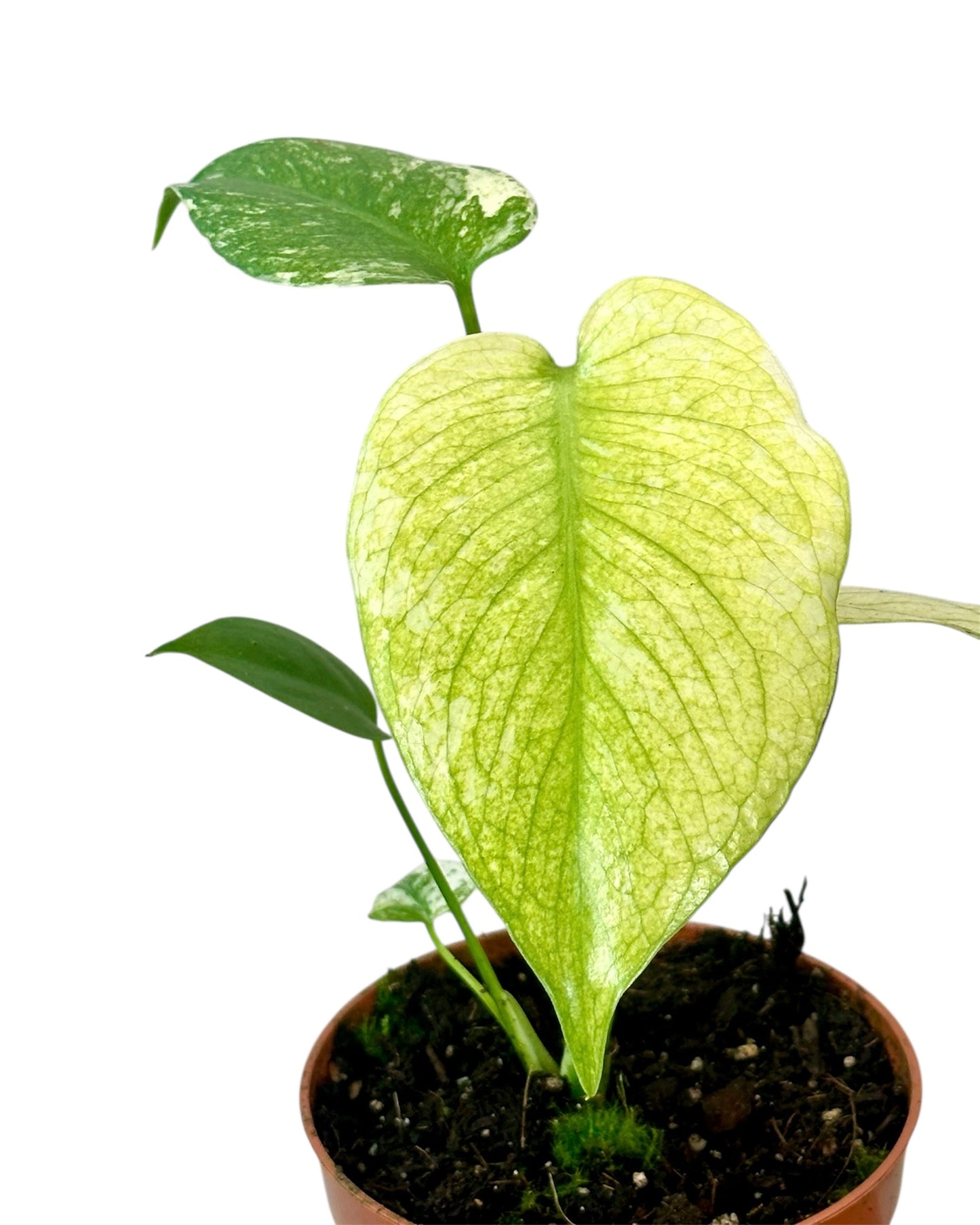 Monstera Deliciosa Mint