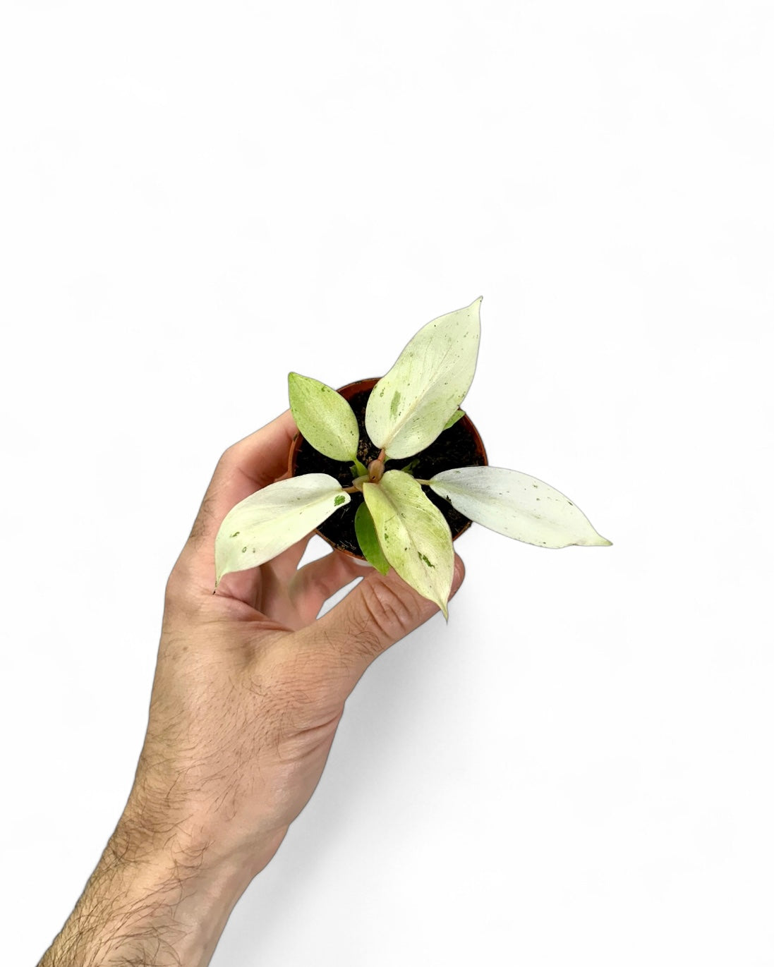 Philodendron Snowdrift - Baby plant