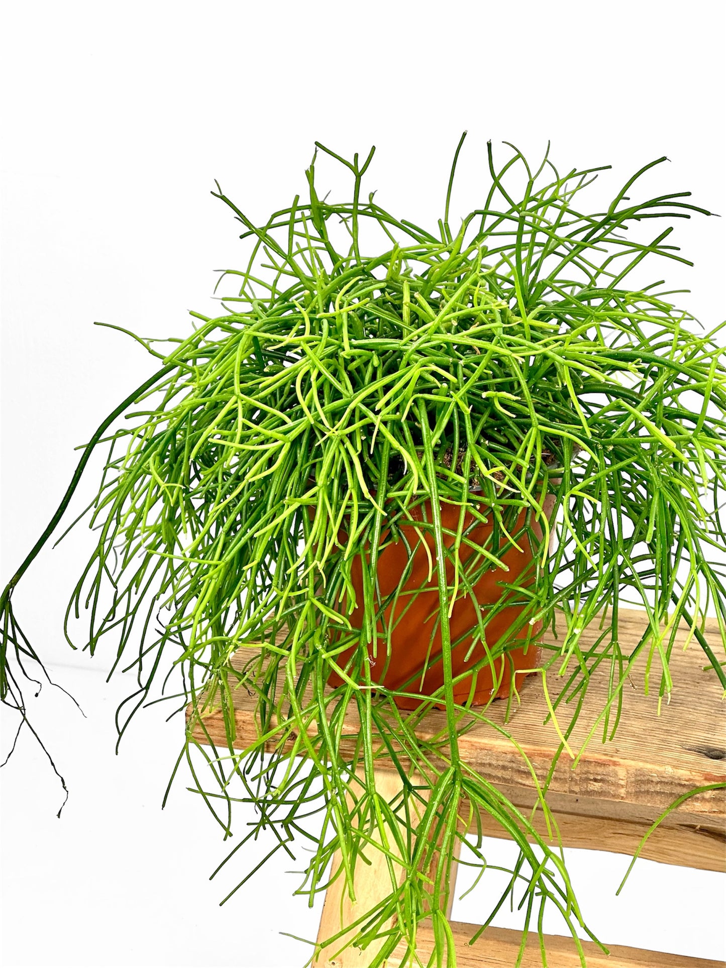 Rhipsalis Cassutha Oasis