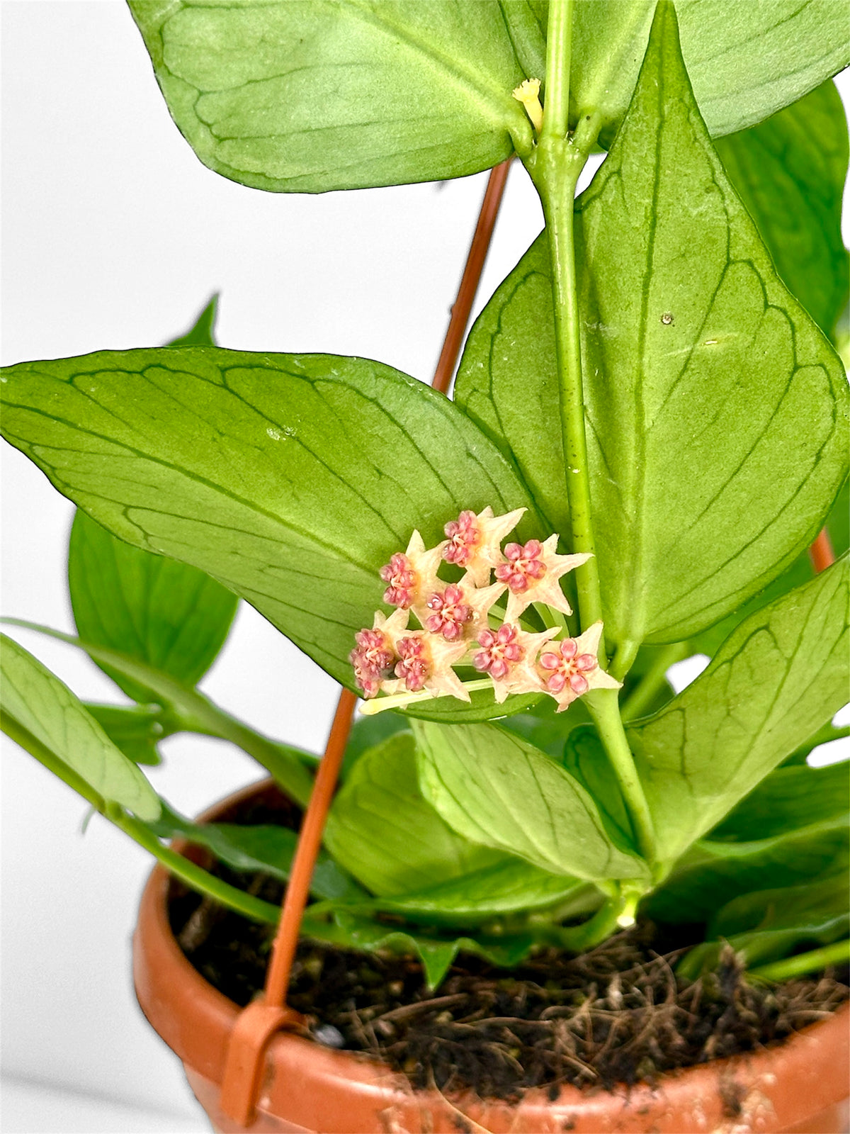Hoya Polyneura - suspension