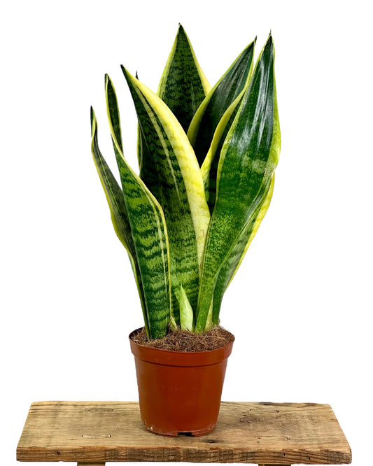 Sansevieria Superba 'pot Ø12 cm'