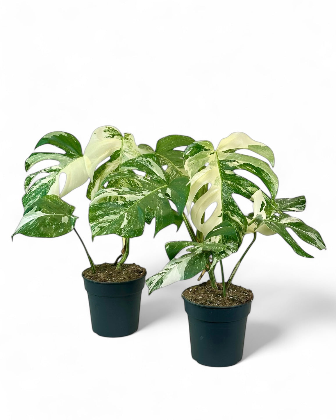 Monstera Deliciosa variegata