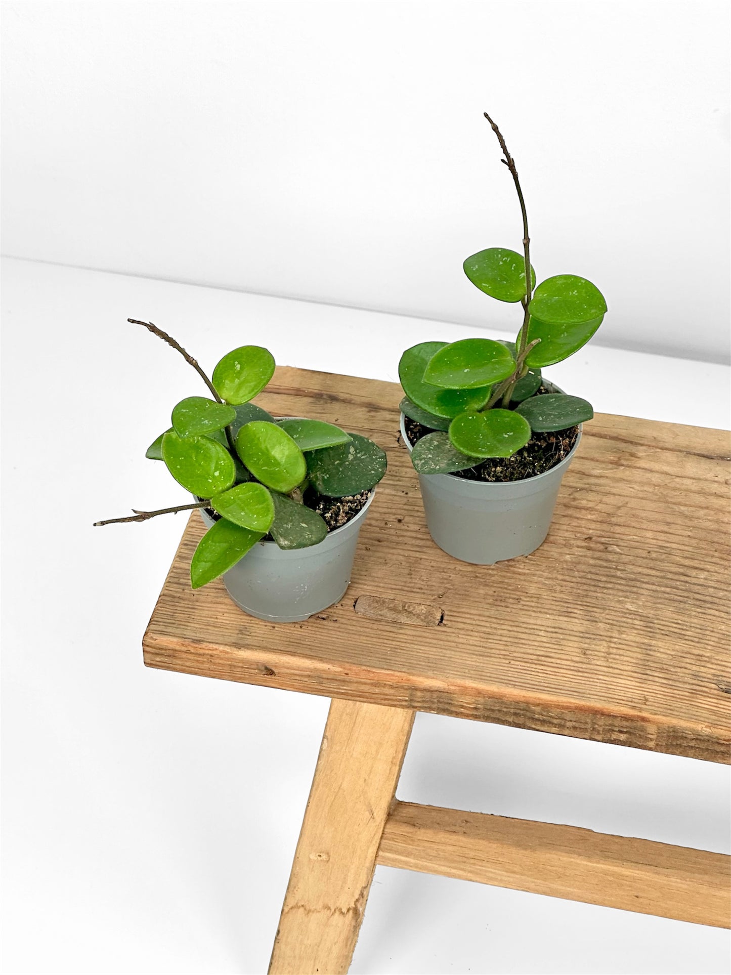 Hoya mathilde splash - Baby plant