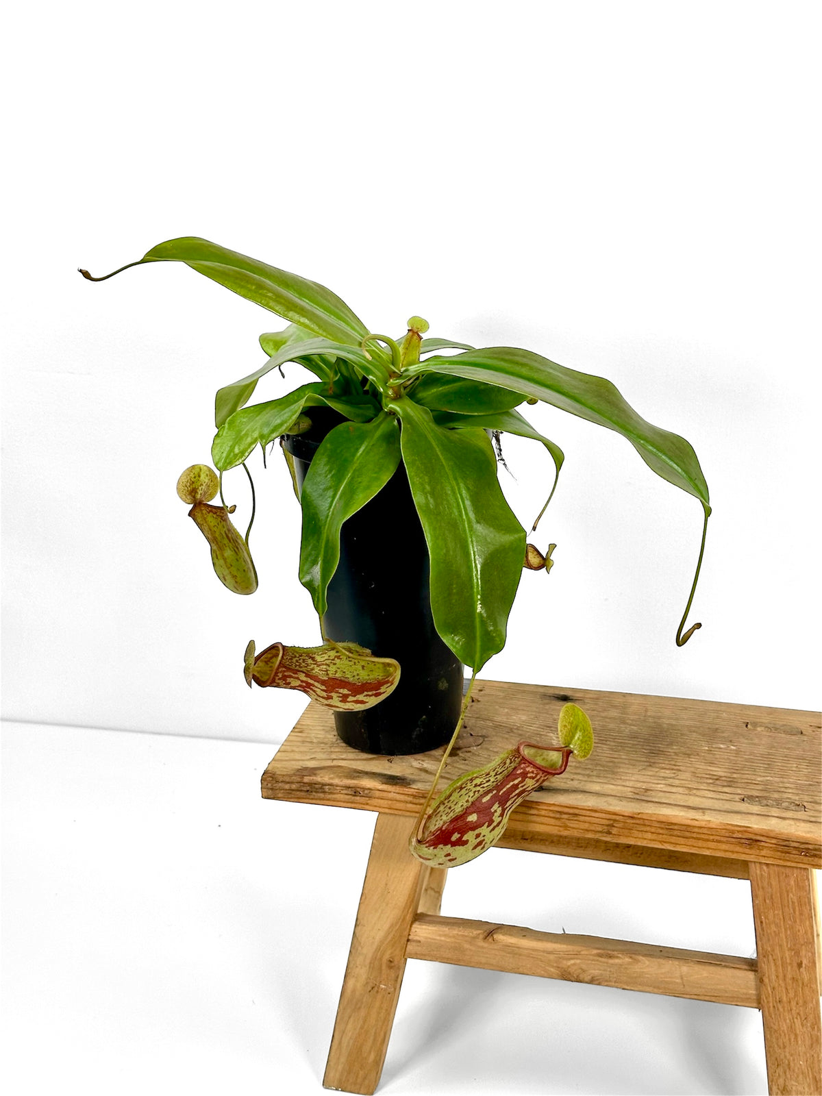 Nepenthes 'Gaya' - Plante carnivore