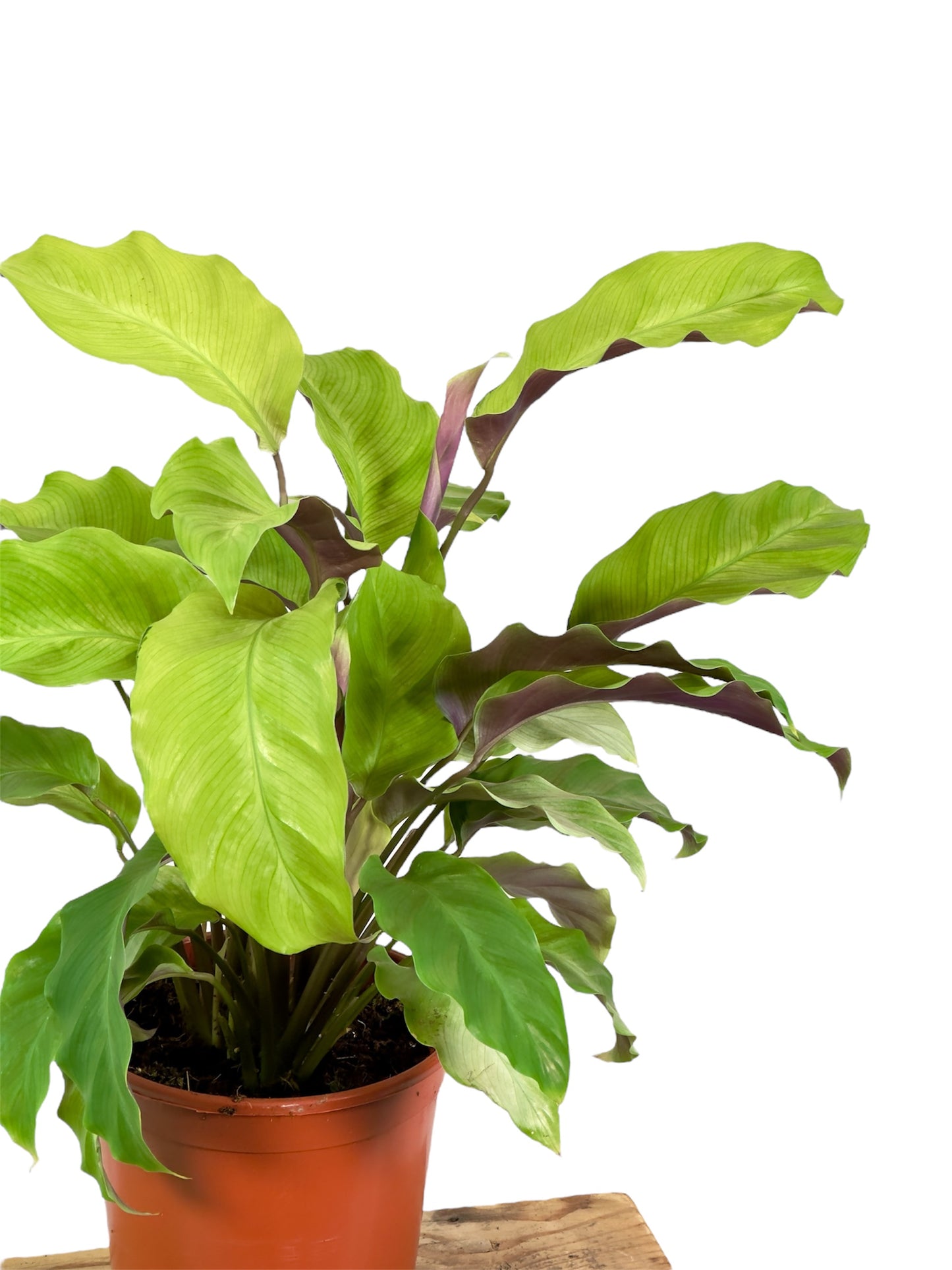 Calathea Yellow