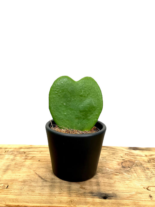 Hoya Kerrii - Baby plant