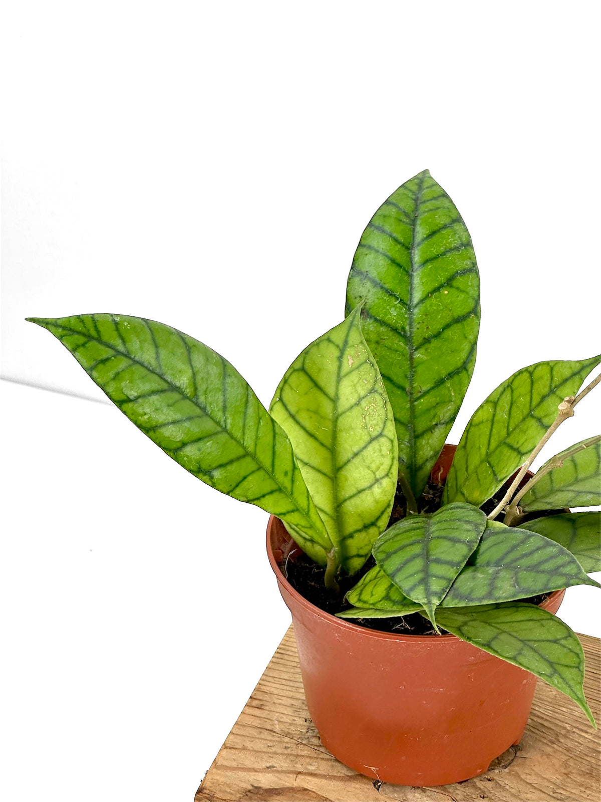 Hoya Callistophylla