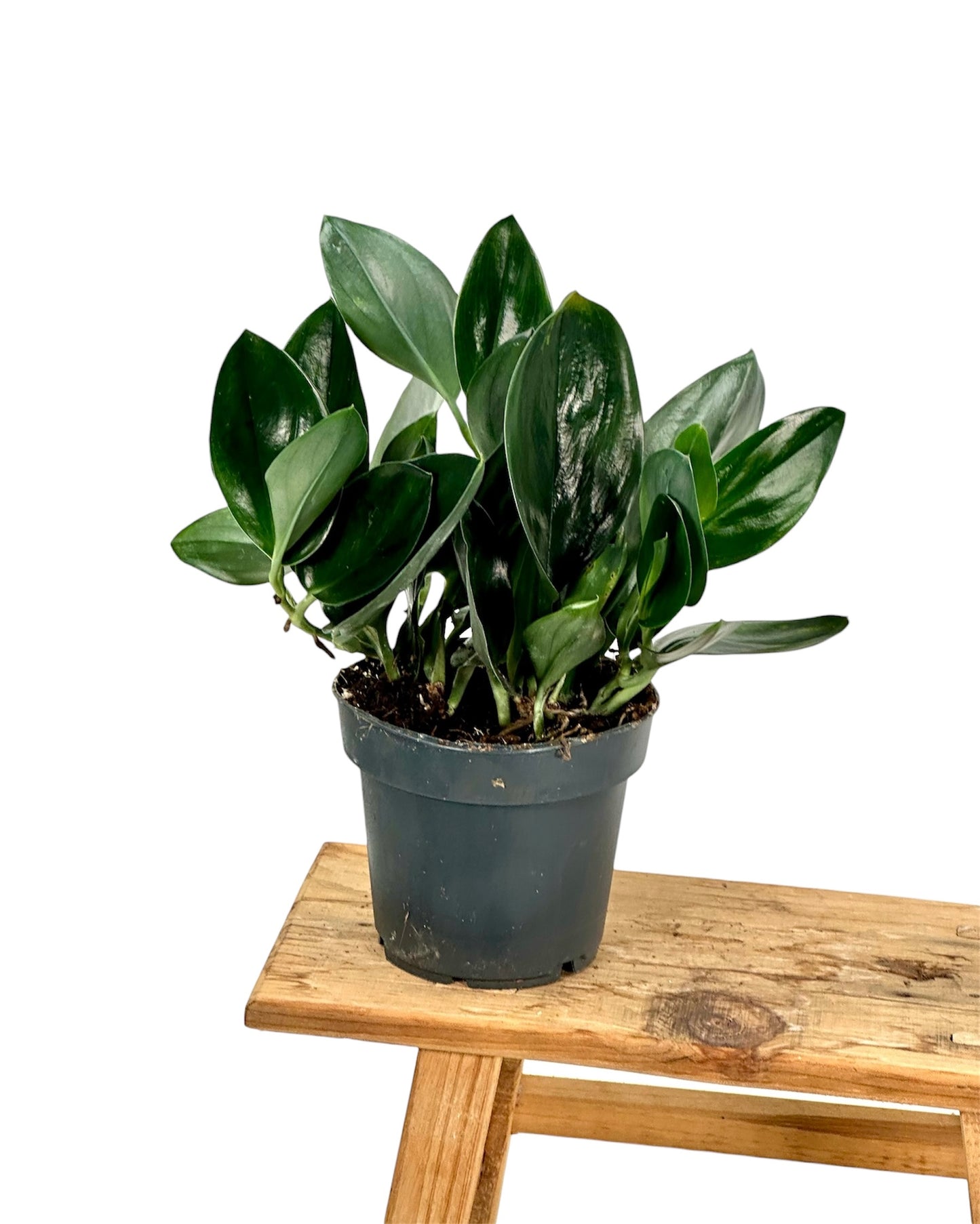 Scindapsus Treubii ''DARK FORM''