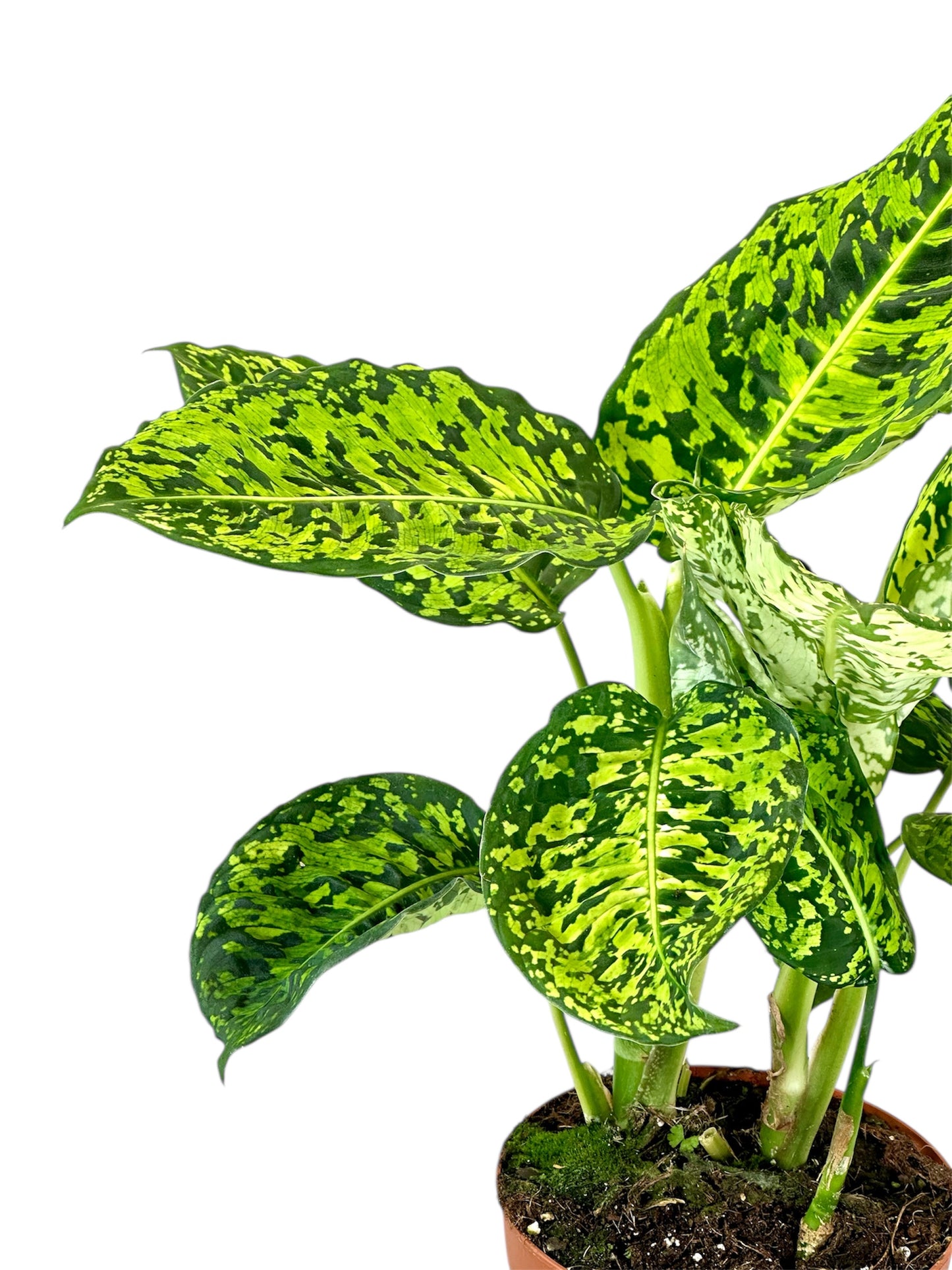 Dieffenbachia Reflector - Taille L