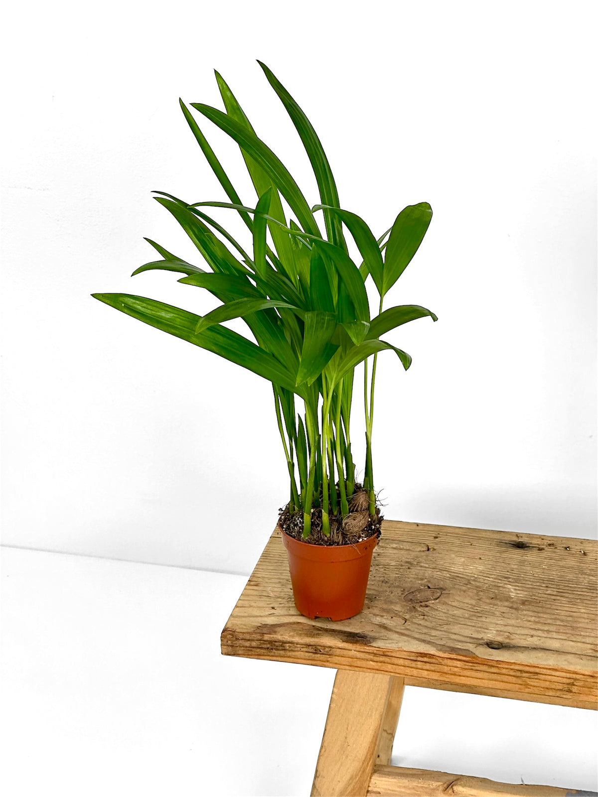 Areca lutescens mini