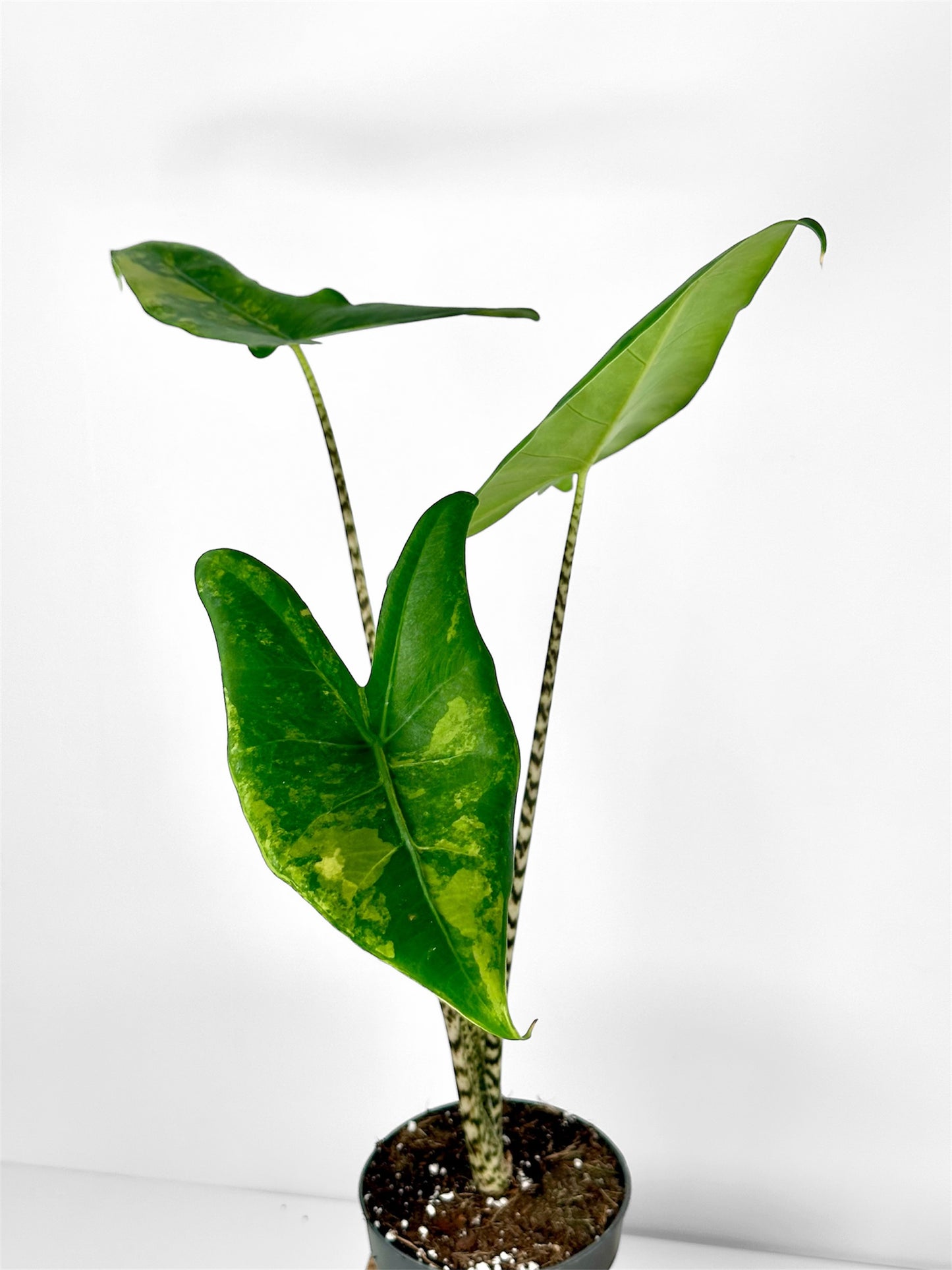 Alocasia Zebrina 'variegata'
