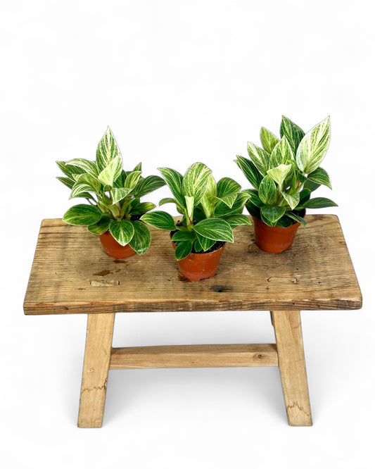 Philodendron Birkin "White Veins" - Baby plant