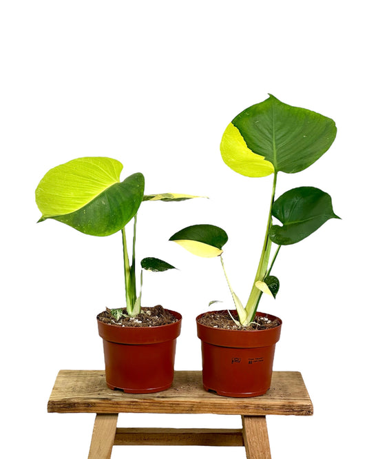 Monstera Deliciosa Aurea variegata