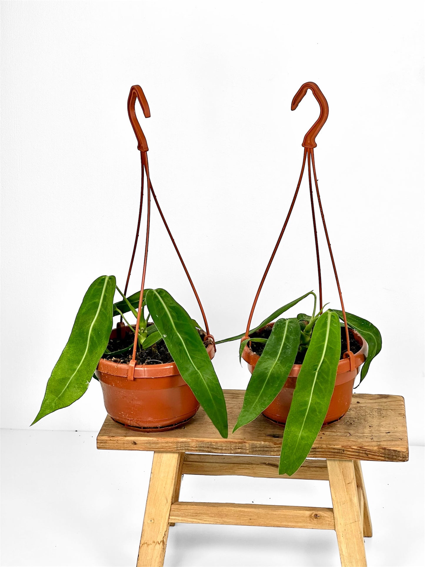 Anthurium Pallidiflorum - Suspension