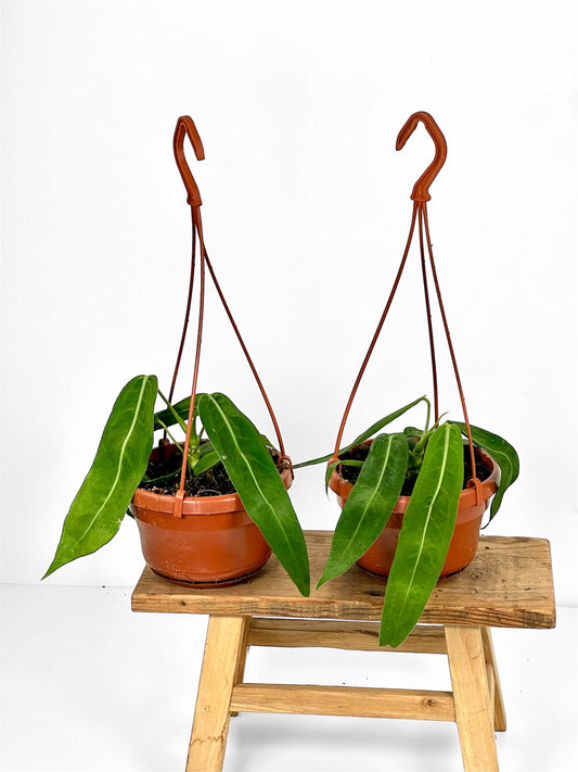 Anthurium Pallidiflorum - Suspension