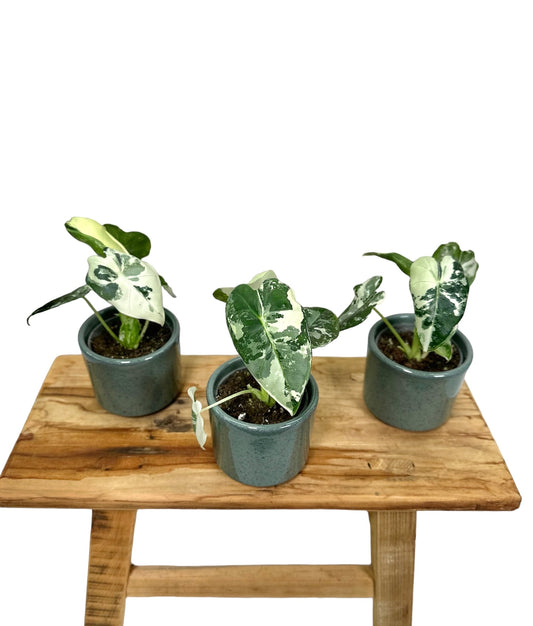 Alocasia Frydek variegata - Baby plant