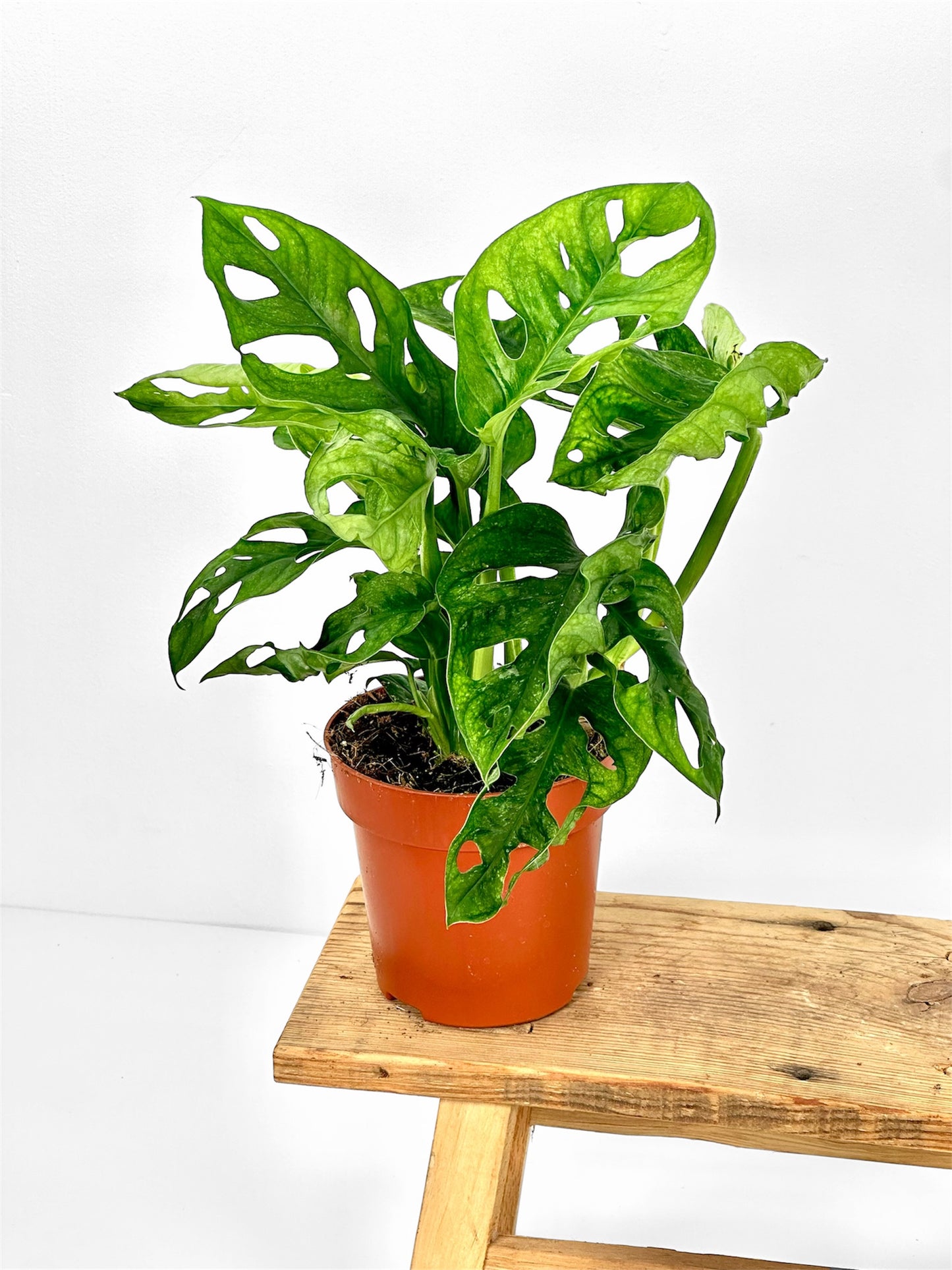 Monstera Adansonii Mint