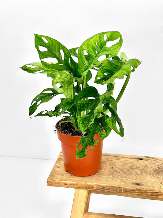 Monstera Adansonii Mint