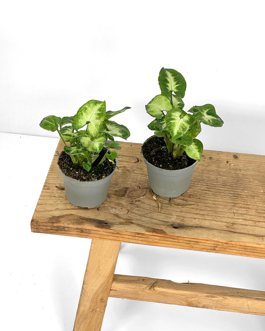 Syngonium Pixie - Baby plant