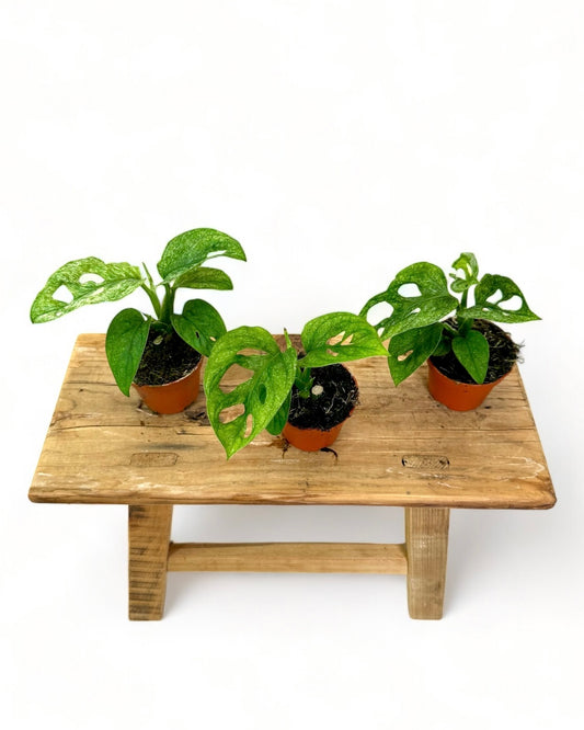 Monstera Adansonii Mint - Baby plant