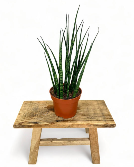 Sansevieria Fernwood