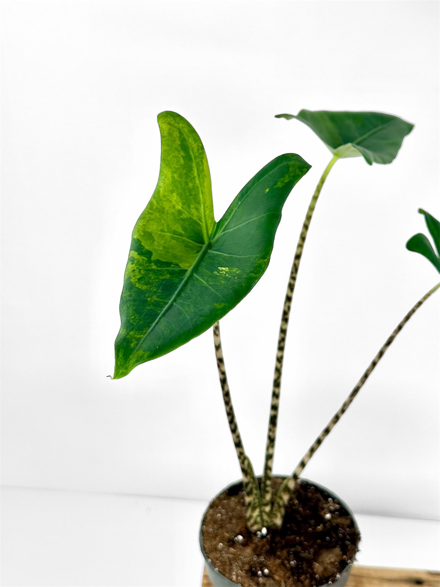 Alocasia Zebrina 'variegata'