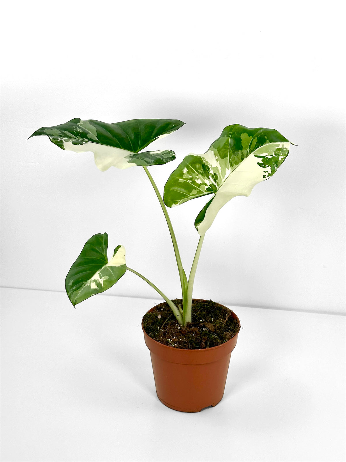Alocasia Macrorrhiza Variegata
