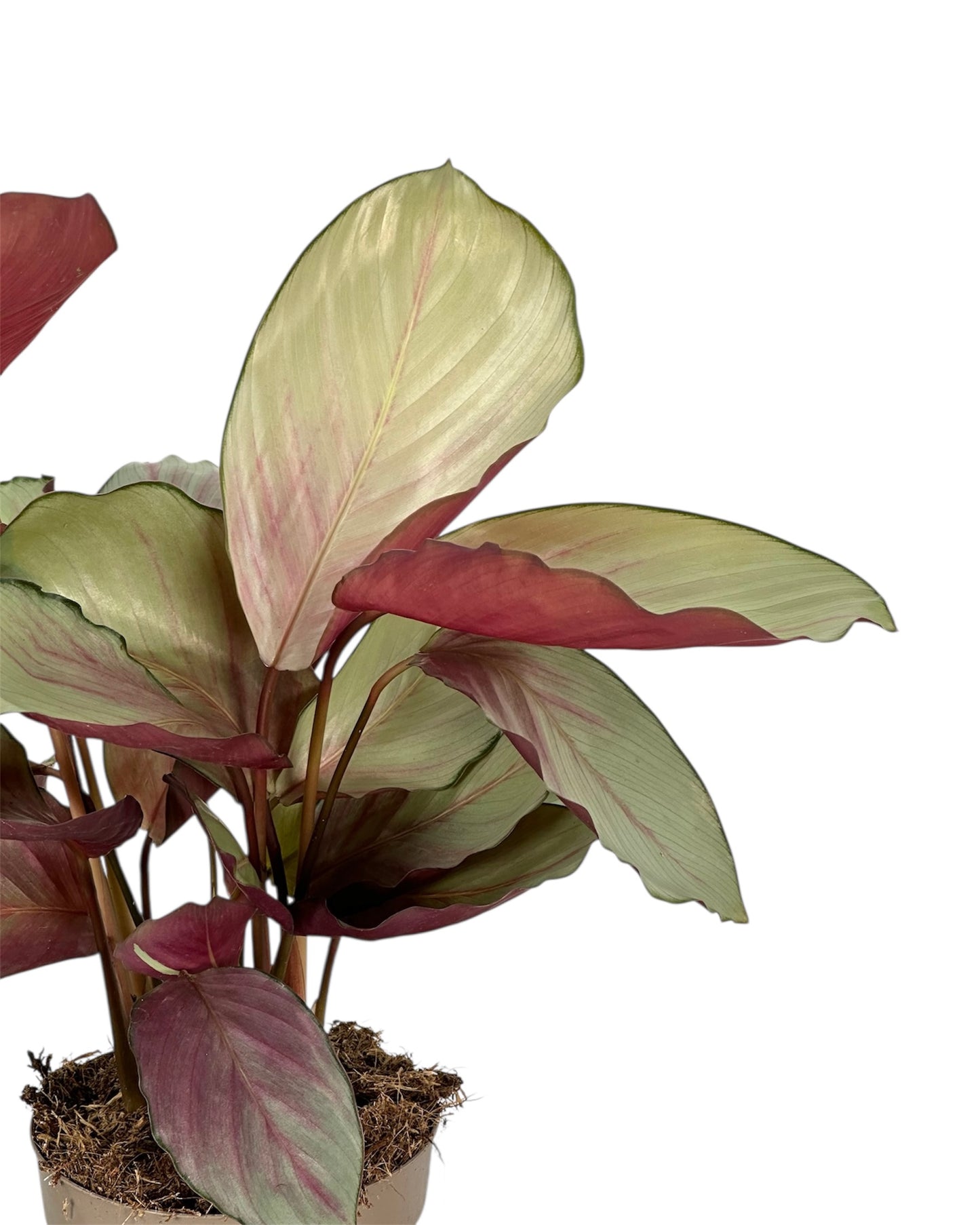 Calathea Silver Plated