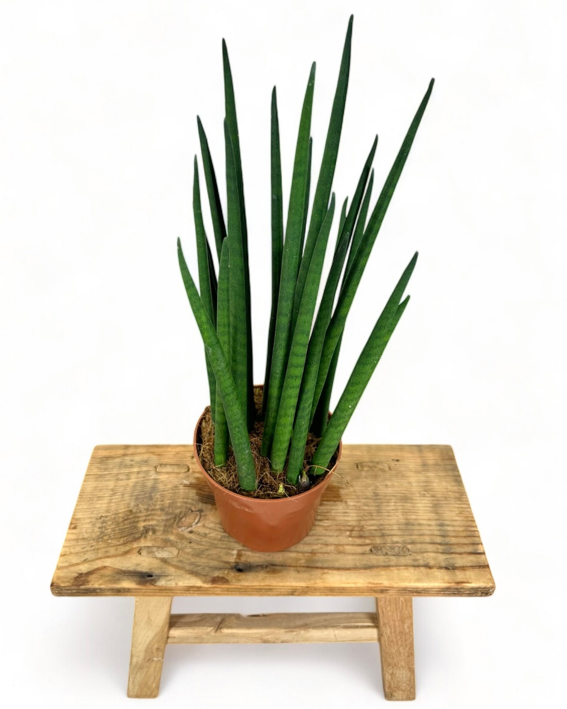 Sansevieria Cylindrica Spaghetti