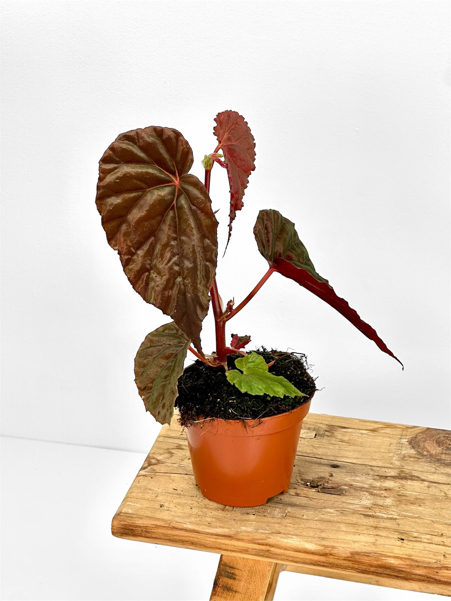 Bégonias rares — diverses variétés au choix